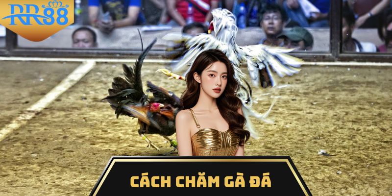 cách chăm gà đá