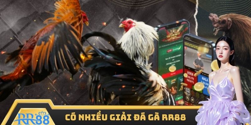 Có nhiều giải đá gà RR88