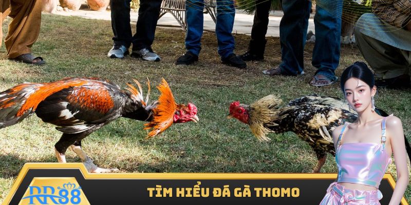 Loại hình đá gà Thomo đặc sắc