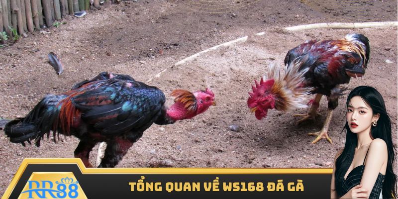 Tổng quan thông tin về WS168 đá gà hot hit